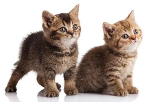 Two kitten on a white background Stock Photos