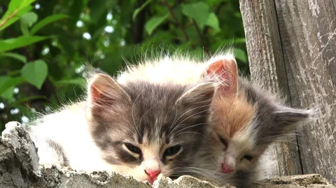 Two kittens alert Stock Footage 40211823