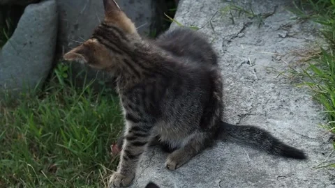 Two kittens are cuddling and playing in the garden on the concrete balk Stock Footage 281573407