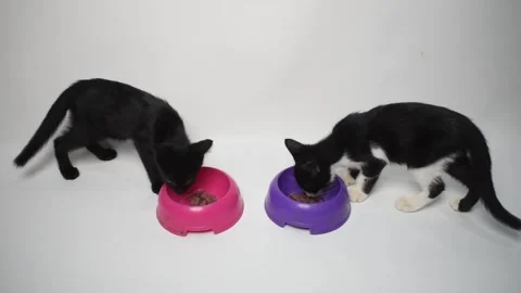 Two kittens are eating wet food Stock Footage 313852692