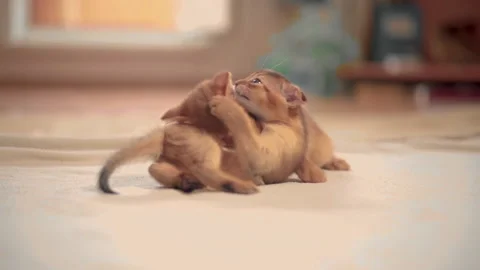 Two kittens are fighting on the floor Stock Footage 141989998