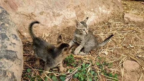 Two kittens are playing and fighting Stock Footage 120719058