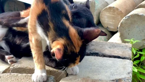 Two kittens are playing with each other, so cute. Stock Footage 164884384