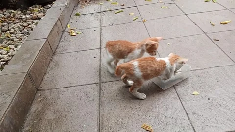 Two Kittens are playing with empty box Stock Footage 275568636