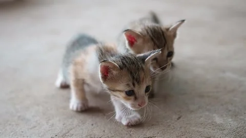 Two kittens are playing. slow motion concept Stock Footage 136474115
