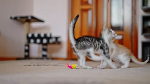 Two kittens are playing together - jumping and running after each other Stock Footage 244807835