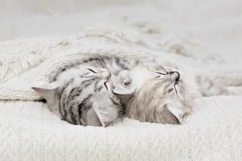 Two kittens are sleeping with each other, covered with a blanket.  Foto stock