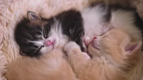 Two kittens are sleeping, hugging each other 動画素材 253057129