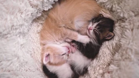 Two kittens are sleeping in a yin-yang position as the camera slowly rotates Stock Footage 253057199