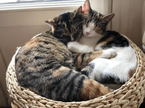 Two kittens in a basket Fotos de archivo