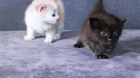 Two kittens black and white at home explore couch Stock Footage 155300747