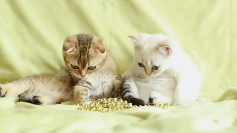 Two kittens on a blanket Stock Footage 156661120