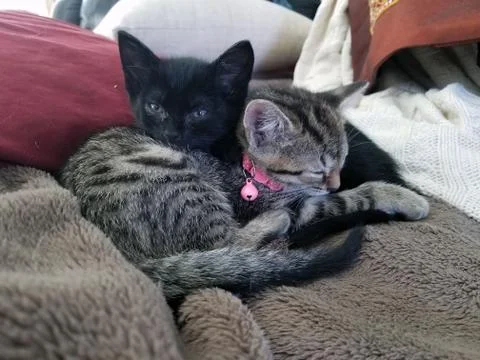 Two kittens on blanket one sleeping Stock Photos