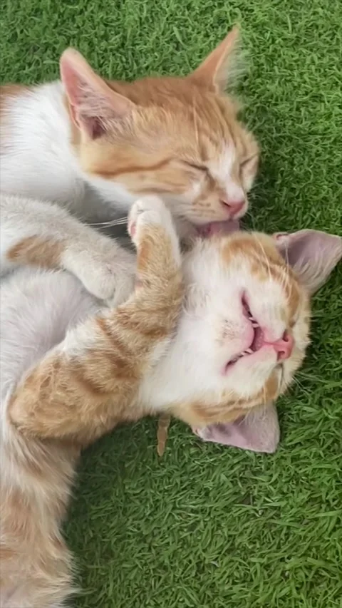 Two kittens cuddling and sleeping on grass — vertical 4K loop Stock Footage 319353996