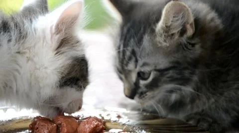 Two kittens eat together from one bowl Stock Footage 41426130