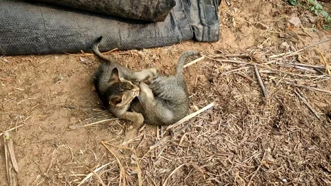 Two kittens fighting and playing with cat mother Stock Footage 120720093