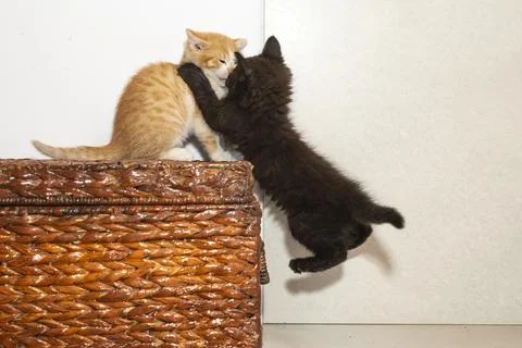 Two kittens fighting and training, fast action Stock Photos