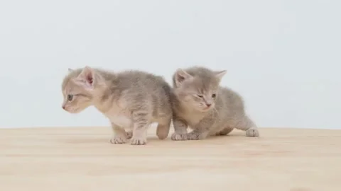 Two kittens Stock Footage 222739107