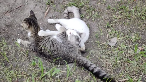 Two kittens Stock Footage 223279835