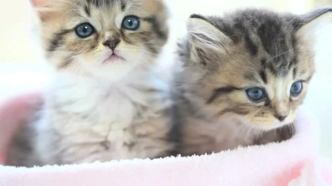 Two Kittens Stock-Footage 332499200