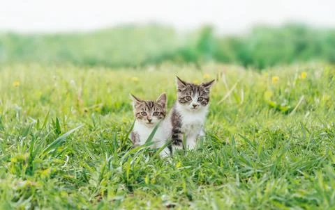 Two kittens friends Stock Photos