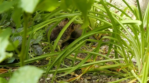 Two kittens frolic in the grass Video stock 90344181