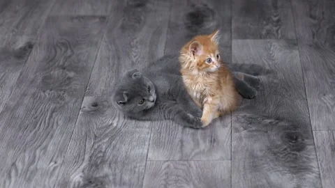 Two kittens of gray and orange color sit on the floor and look around Video stock 195967569