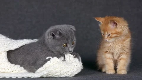 Two kittens gray and orange are sitting on the couch Stock Footage 196371781