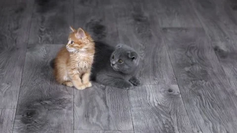 Two kittens gray and orange sit on the floor and look away Video stock 196372508