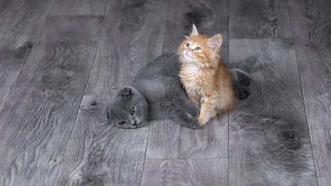Two kittens gray and orange sit on the floor Stock Footage 198980896