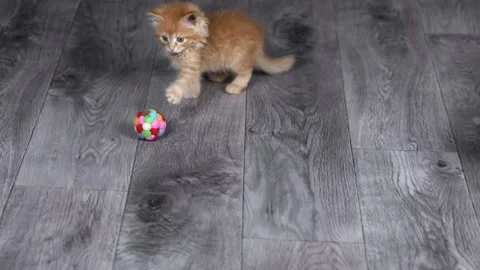 Two kittens gray and orange play with a ball on the floor Stock-Footage 204953162