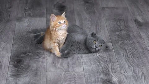 Two kittens of gray and orange color sit on the floor and look up Stock Footage 205578539