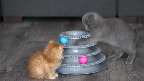 Two kittens gray and red play with a ball Stock-Footage 196371729