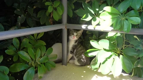 Two kittens in a green Bush. Stock Footage 131731073