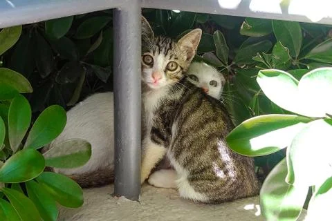 Two kittens in a green Bush. Foto stock
