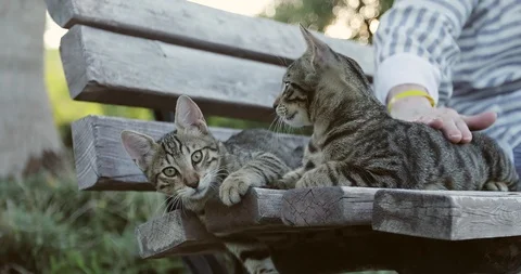 Two kittens have a fun on a bench in the park. Stock Footage 124437923