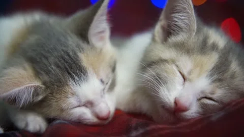 Two kittens have played enough on New Year's Eve and are sleeping cute on a red Stock Footage 159524235