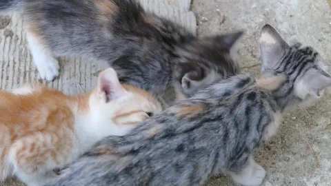 Two kittens having fun together Stock Footage 111774781