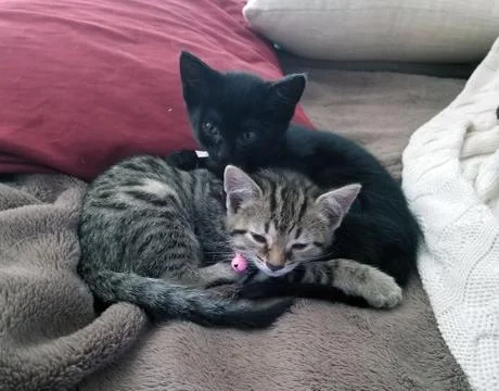 Two kittens laying on blanket Stock Photos