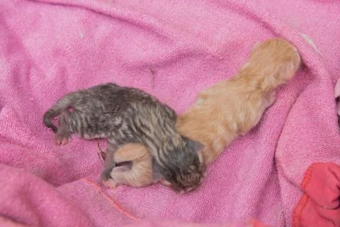 Two kittens lie on the bedspread Stock Photos