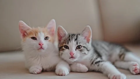 Two kittens lie on the couch and look at the camera Stock Footage 245933352