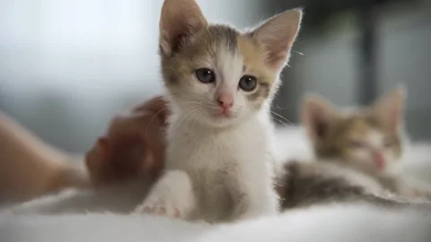 Two kittens lie on a soft fluffy white blanket. A female hand is stroking one Stock Footage 160662891