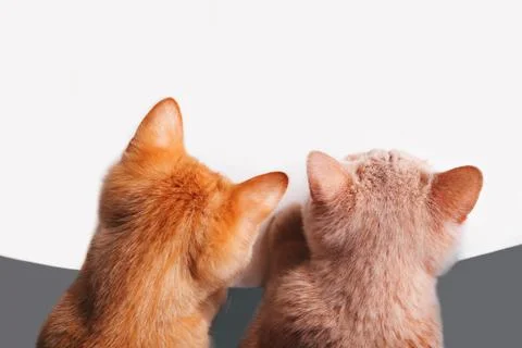 Two kittens looking down on the white background Stock Photos