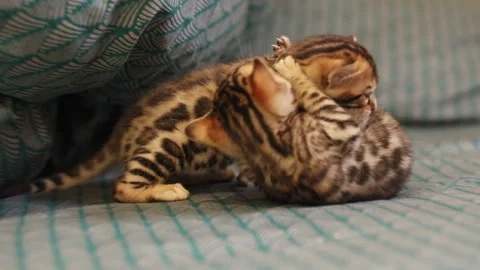 Two kittens lying on bed, playing, biting each others. Footage of adorable home Stock Footage 316550603