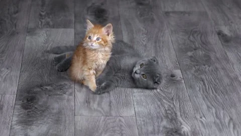 Two kittens orange and gray are sitting on the floor Stockbeeldmateriaal 203795417