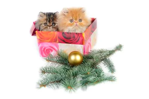Two kittens Stock Photos