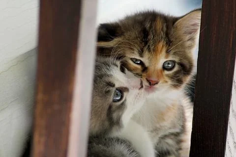 Two kittens Stock Photos