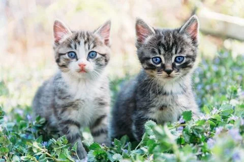 Two kittens. Stock Photos
