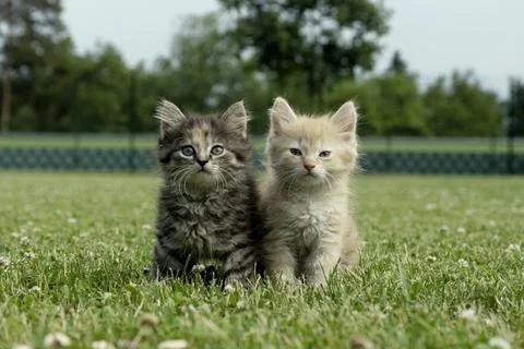 Two kittens  Stock Photos
