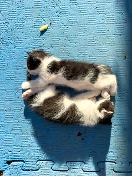 Two kittens Stock Photos